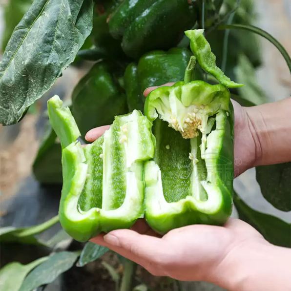 Big Bertha PS Hybrid Pepper Seeds