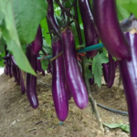 Comet Purple Hybrid Eggplant Seeds