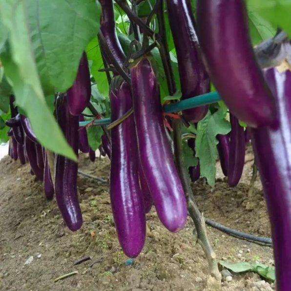 Comet Purple Hybrid Eggplant Seeds