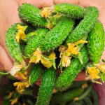 Parisian Organic Hybrid Gherkin Cucumber Seeds