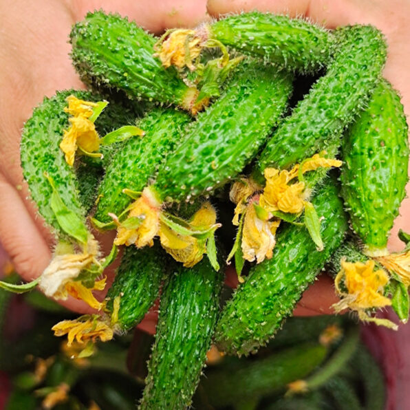 Parisian Organic Hybrid Gherkin Cucumber Seeds