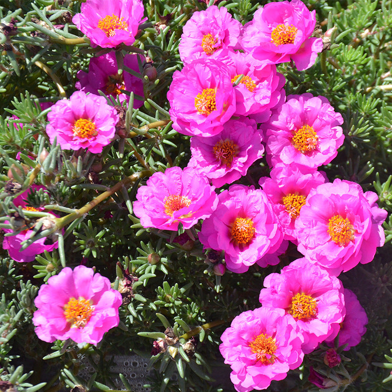 O1CN01b2rhGC2BdOJXwDTRA__2044468361-0-cib