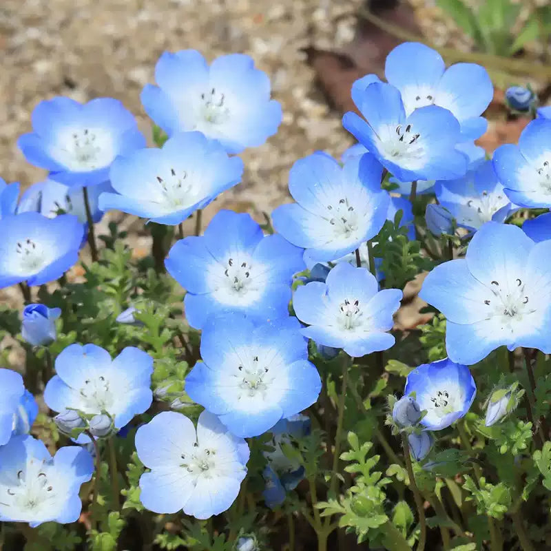 O1CN01b50AuR2Jkjm3HkVJ6__2213216199460_jpg_q50_jpg