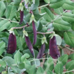 O1CN015lUYAY2HdHjjg1WFe__895859173_jpg_q50_jpg