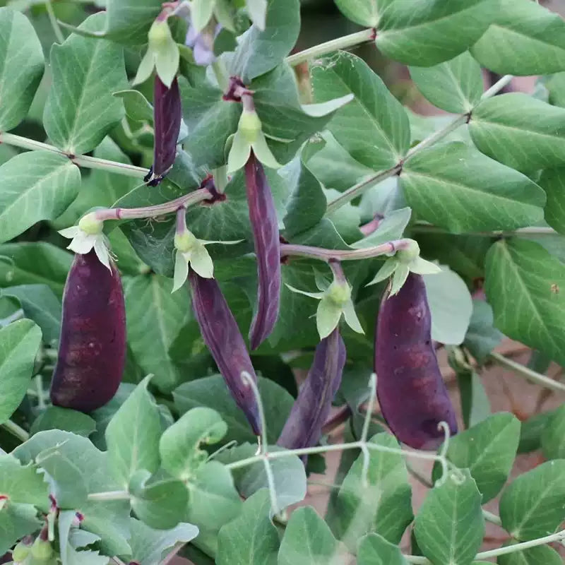 O1CN01bFfw9Q2HdHjiyuDmN__895859173_jpg_q50_jpg