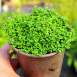 O1CN01dAjQIN2JkjlyHuhX4__2213216199460_jpg_q50_jpg