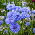 O1CN01bx5Stj2BdOJ3E8rCf__2044468361-0-cib-1