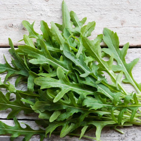 Speedy Arugula Seeds
