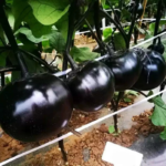 O1CN013as0aJ1dXiJNkReXD__1071273746_jpg_q50_jpg