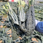 Black Magic Kale Seeds