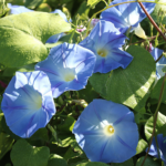 'Heavenly Blue' Morning Glory Vine Seeds