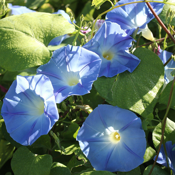 'Heavenly Blue' Morning Glory Vine Seeds