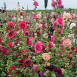 O1CN01TIjLfJ2BdOAI5etvb__2044468361-0-cib