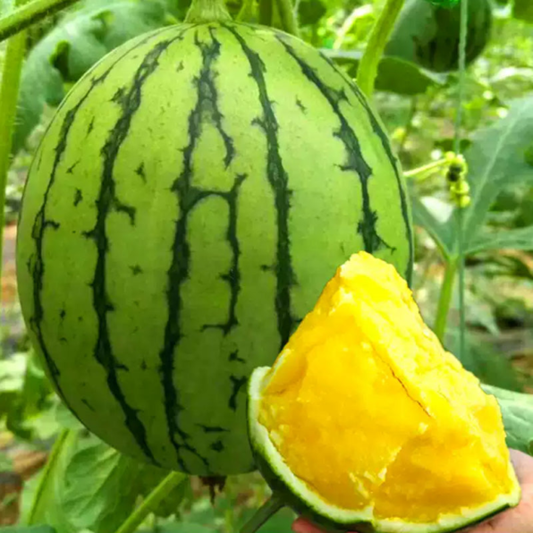 Orange Crisp Hybrid Seedless Orange Watermelon Seeds