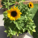 O1CN01ynCKl72JkjlaVEaIX__2213216199460_jpg_q50_jpg