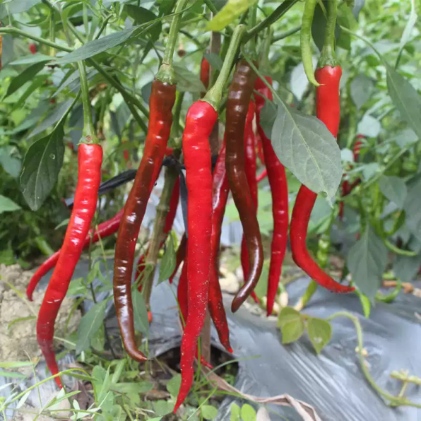 Wildcat Cayenne Pepper Seeds