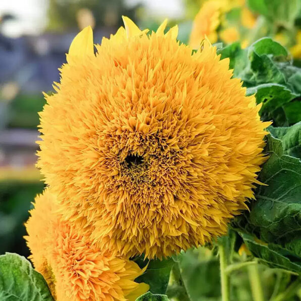 Giant Teddy Bear Sunflower Seeds