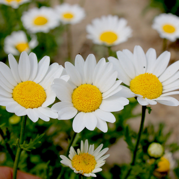 Snow Lady Shasta Daisy Seeds