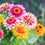 O1CN01pnzHSS1wtgIeGJAyc__753026366