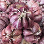 Purple Garlic Bulbs