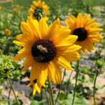 O1CN01WHlLbe2Jkjlu6eVve__2213216199460_jpg_q50_jpg