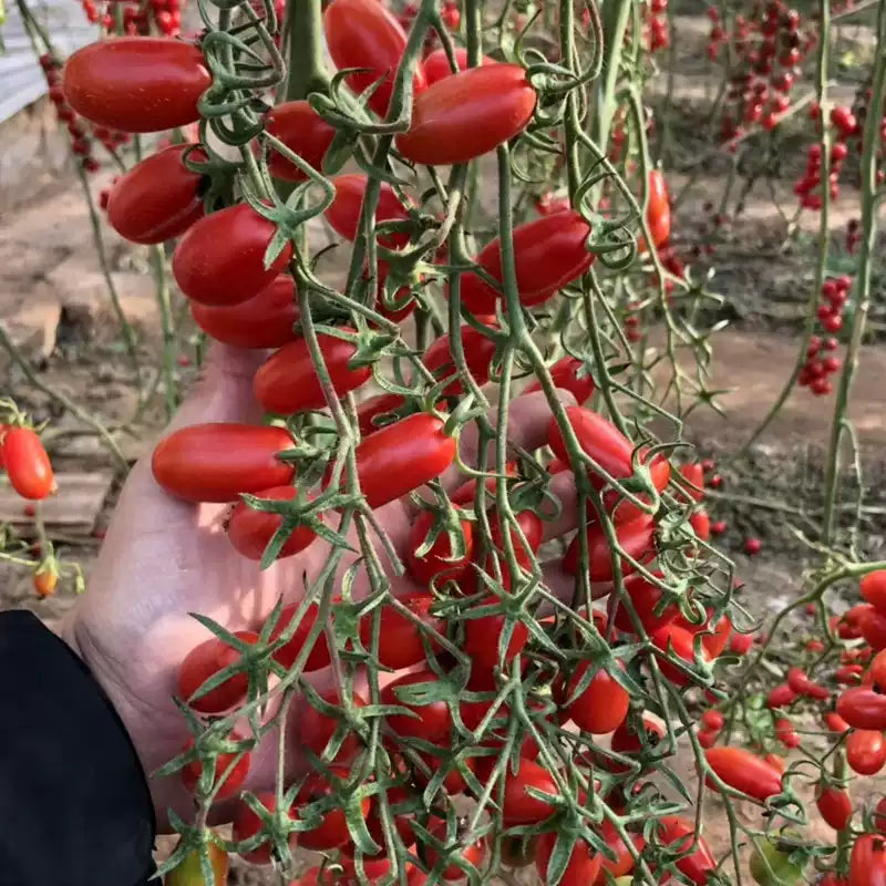 O1CN01cUeIAV29yL3K1ugze__2210690548136_jpg_q50_jpg