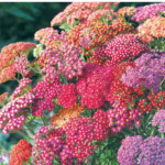 O1CN010hx03d2JkjlXkJsBw__2213216199460