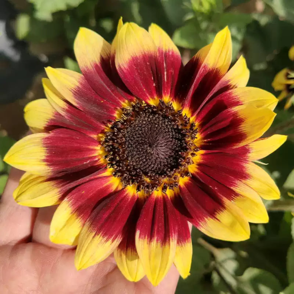 Shock o Lat Sunflower Seeds