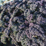 Redbor Hybrid Kale Seeds