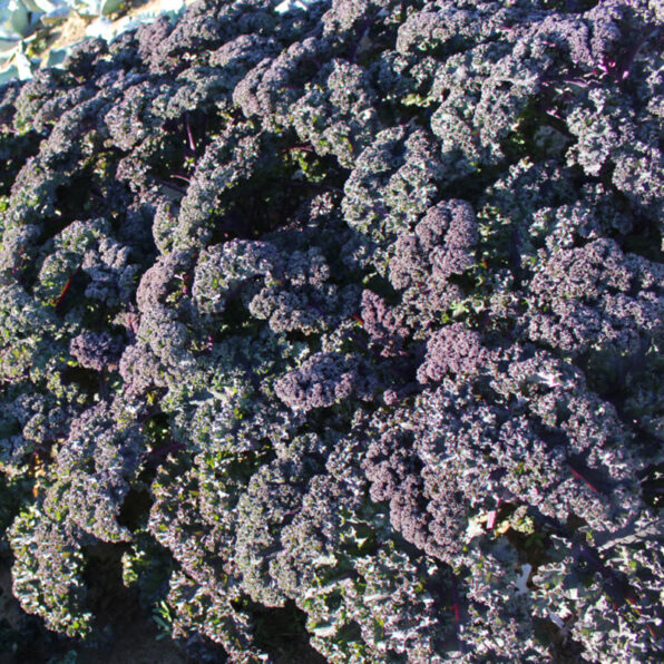 Redbor Hybrid Kale Seeds