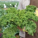 O1CN01uEuc1p1dXiN3ENDE7__1071273746_jpg_q50_jpg