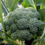 broccoli-calabrese-shk-1