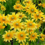 O1CN01zuwVNC2JkjiwHlTYf__2213216199460.jpg_q30.jpg__1