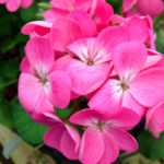 geranium-maverick-mix-bal-2