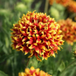 O1CN01lVuAOL2JkjlqZhVda__2213216199460_jpg_q30_jpg