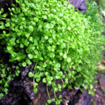 O1CN01dAjQIN2JkjlyHuhX4__2213216199460_jpg_q50_jpg