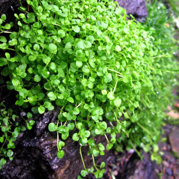 Mini Ornamental Mint Seeds