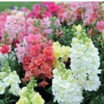 O1CN01OaEj3U2JkjZRpsRZv__2213216199460