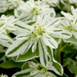 Mountain Snow Euphorbia Seed