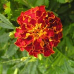 O1CN012trq0X2JkjlgOfuJ6__2213216199460_jpg_q30_jpg