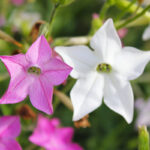 O1CN01ikY0IT2JkjXgx6sdg__2213216199460_1