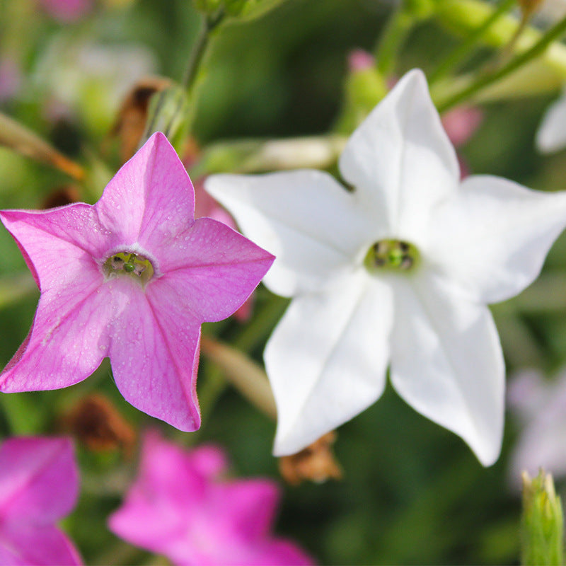 O1CN01dQrcbZ2BdOKubcIsq__2044468361-0-cib