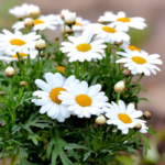 O1CN01cLPdgt2BdOJDt0o2n__2044468361-0-cib_1