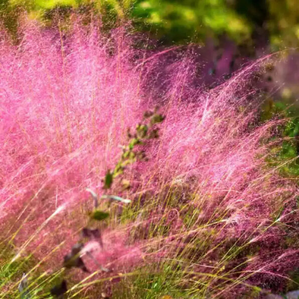 Ruby Muhly Grass Seeds