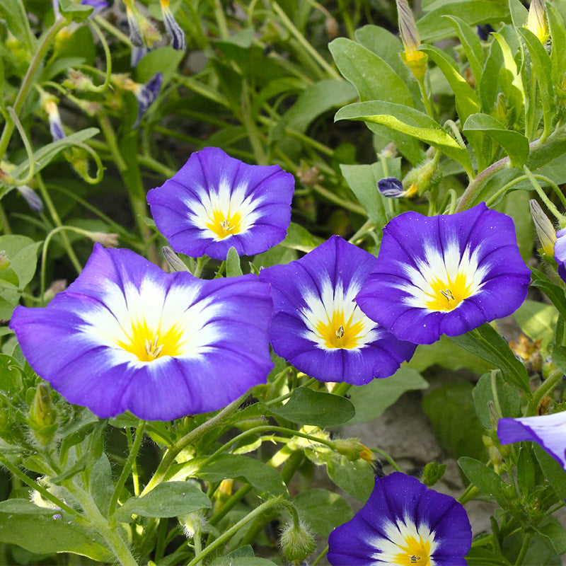 O1CN01dSMHP02BdOFH6JVv3__2044468361-0-cib