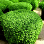 O1CN01dAjQIN2JkjlyHuhX4__2213216199460_jpg_q50_jpg