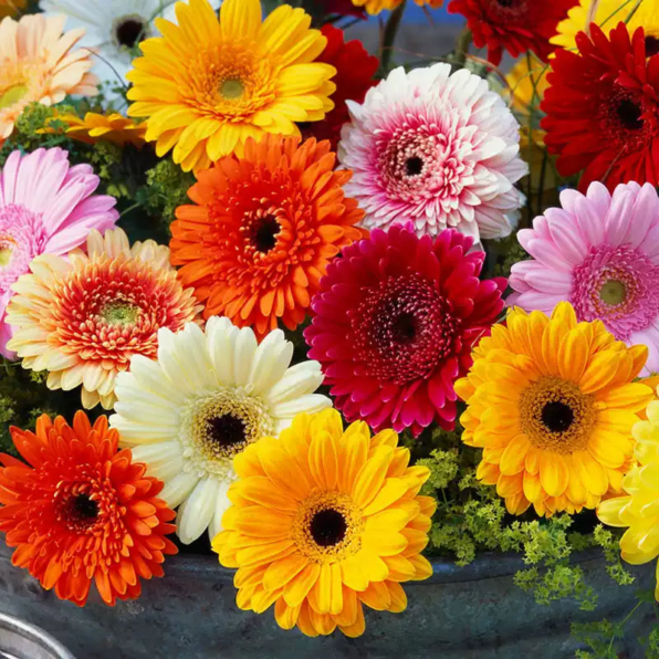 Mix Gerbera Daisy Seeds