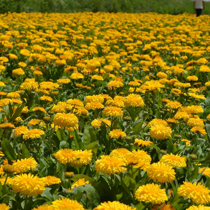 O1CN01dgij8s2Fp4tsZnpzi__2028418928_jpg_q50_jpg