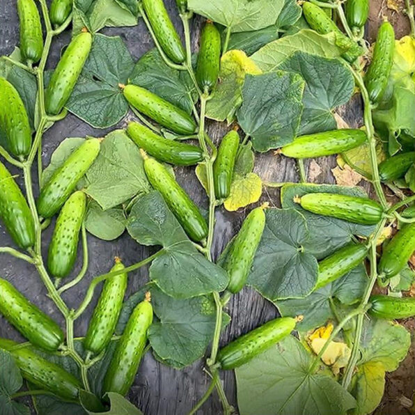 Alibi Cucumber Seeds