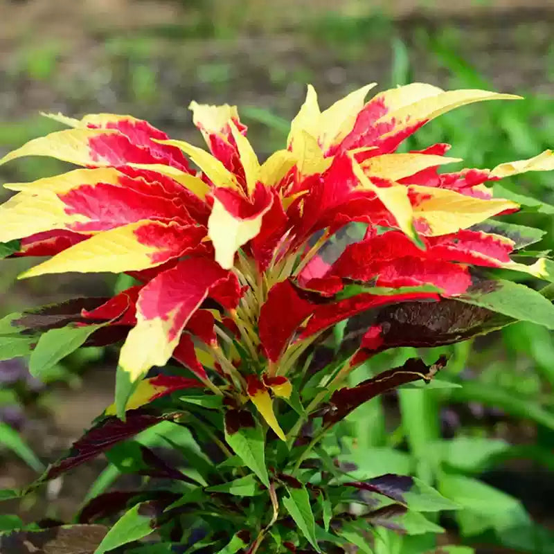 O1CN01dgwQWG1sdryHf8VlO__2213260295790_jpg_q30_jpg